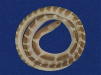 藏品(雨傘節)的圖片